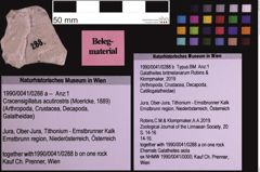 Foto (Objekt + Etiketten) von Cracensigillatus acutirostris (Moericke, 1889) (NHMW-GEO-1990-0041-0288a)